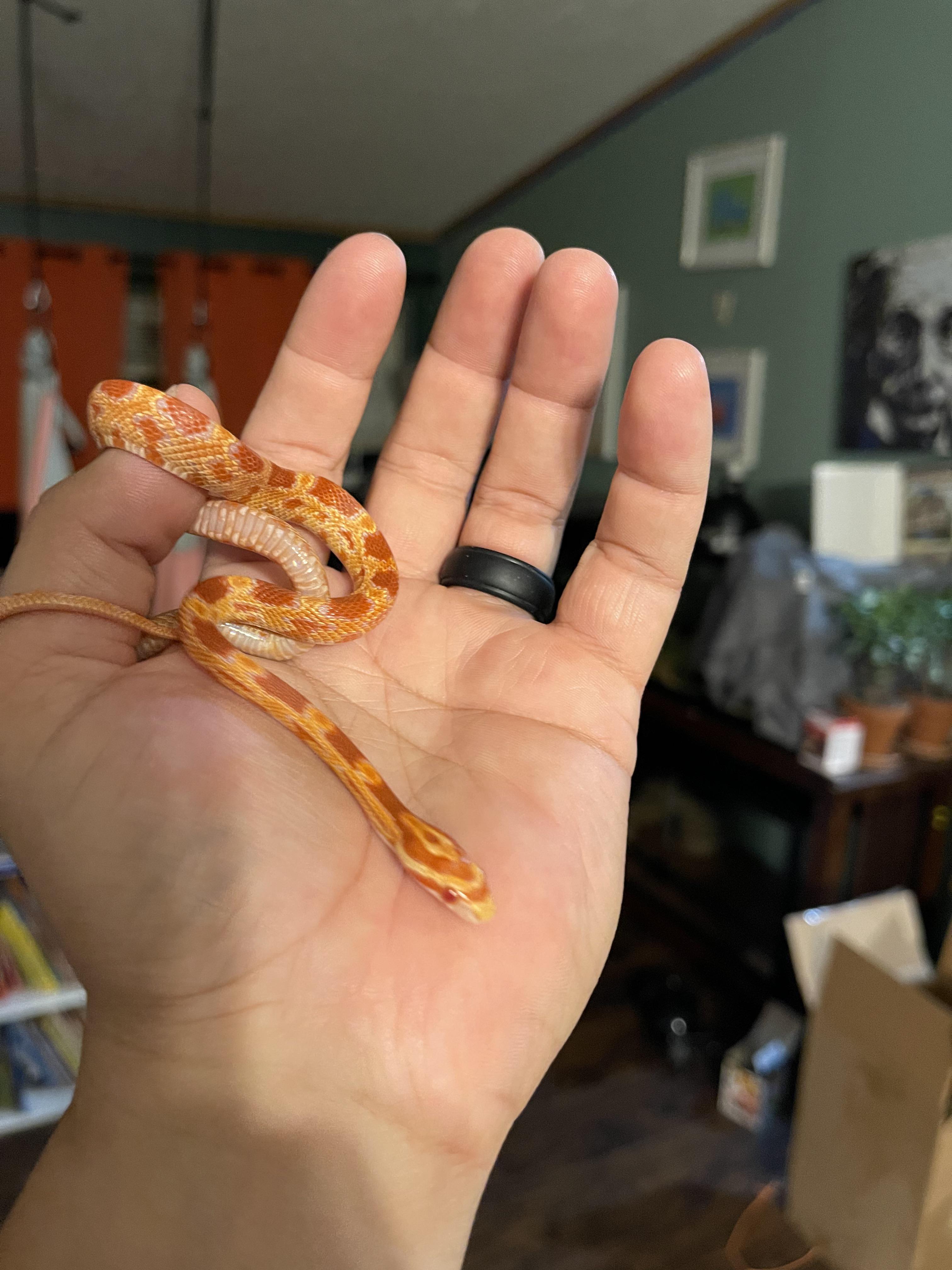 Hill's Science Diet Puppy
