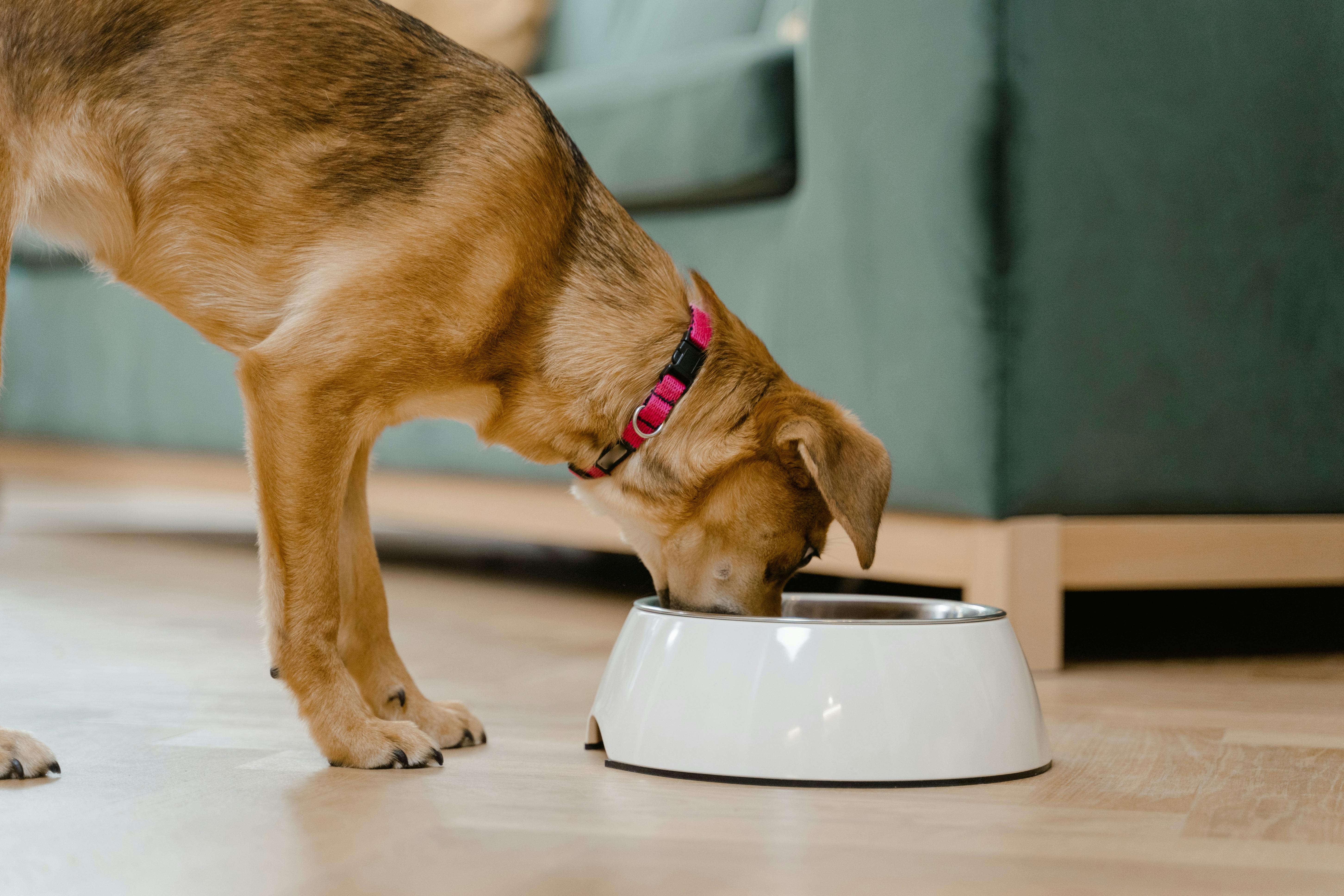 Smart Ways to Optimize Frog Diet for Healthier Growth in 2025